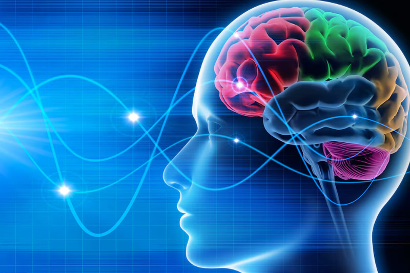Qué es la fascia y por qué los expertos la consideran nuestro segundo cerebro